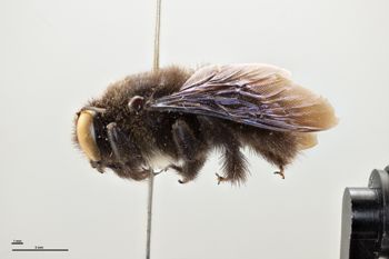 Media type: image;   Entomology 810637 Aspect: habitus lateral view